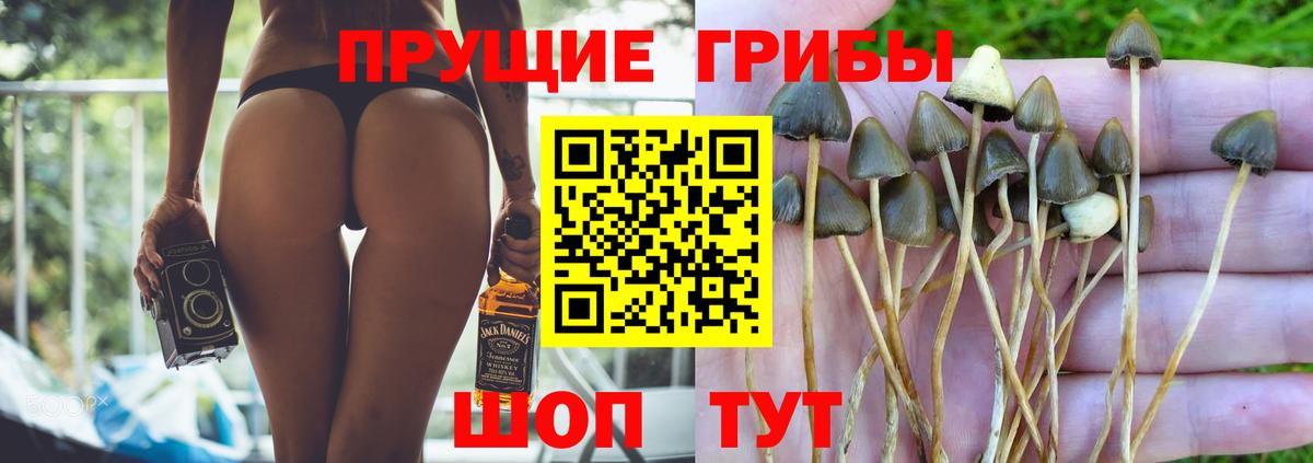 Псилоцибиновые грибы Psilocybe Грозный